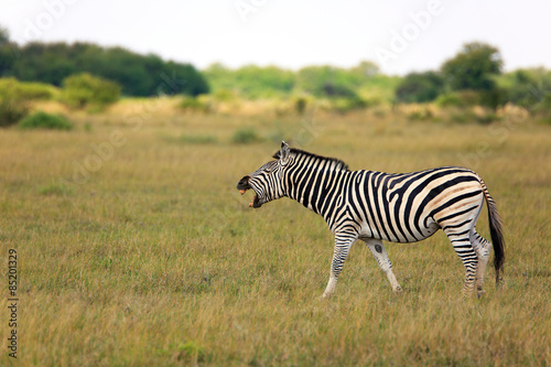 Zebra