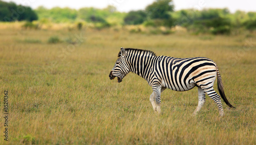 Zebra