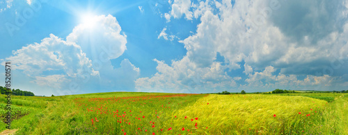 Tableau sur toile Thundery clouds above wheat and poppy fields
