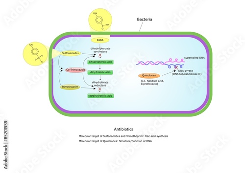 antibiotici che inibiscono la sintesi degli acidi nucleici photo
