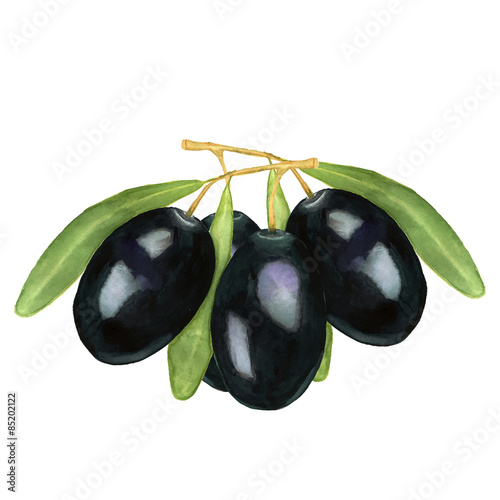 Watercolor vector illustration of black olives on twig with leafs