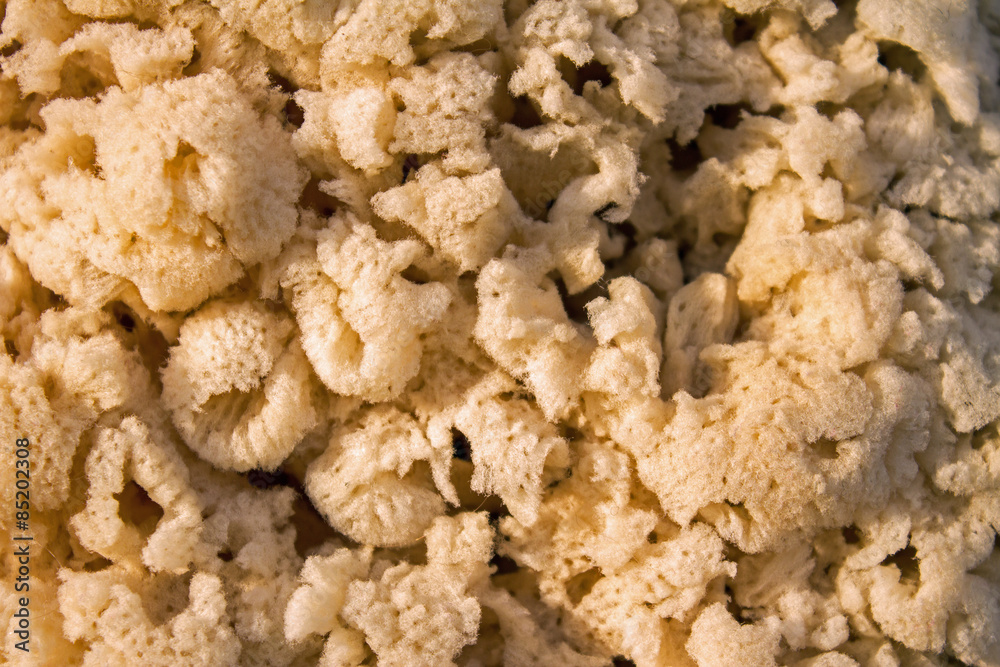 Natural Sponge - Close-up View of a Natural Sponge Harvested from Atlantic Ocean Natural Sponge - Close-up View of a Natural Sponge Harvested from Atlantic Ocean