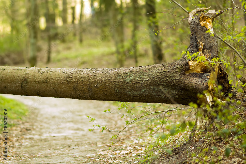 Hindernis - umgefallener Baum nach dem Sturm Hindernis - umgefallener Baum nach dem Sturm
