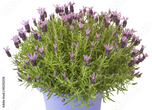 Lavender plant on a white background.