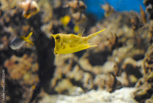 Tetrosomus gibbosus Кузовок горбатый  photo