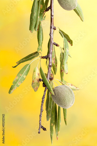 Branch of almond