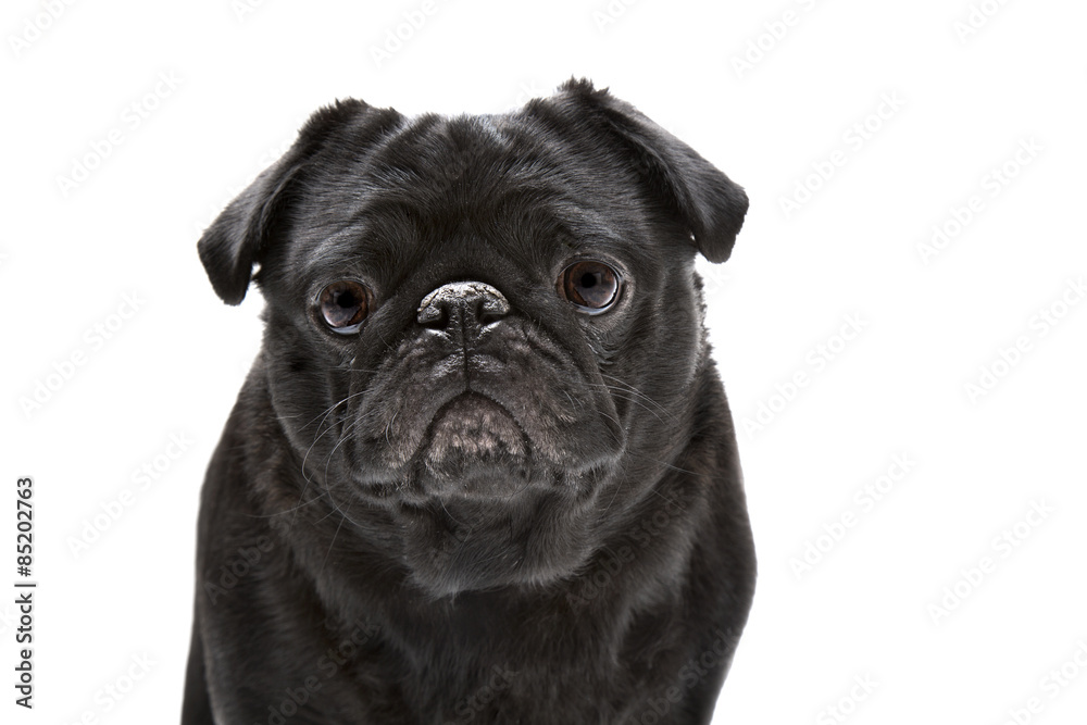 Black pug dog