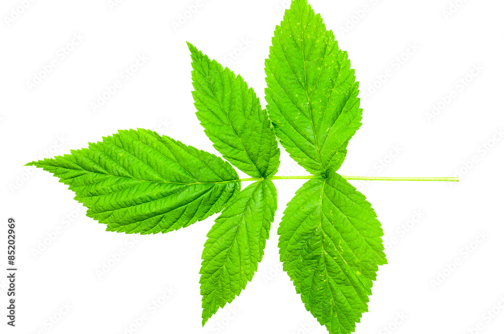 Himbeerblatt freigestellt Himbeerblatt freigestellt