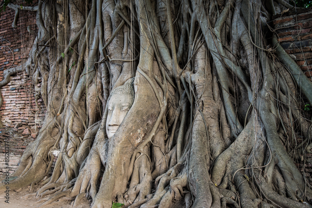 popular Buddha's head in tree