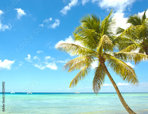 Palm and caribbean sea