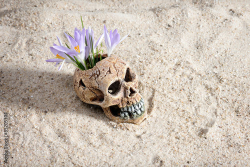 Flower and Skull on Sand
