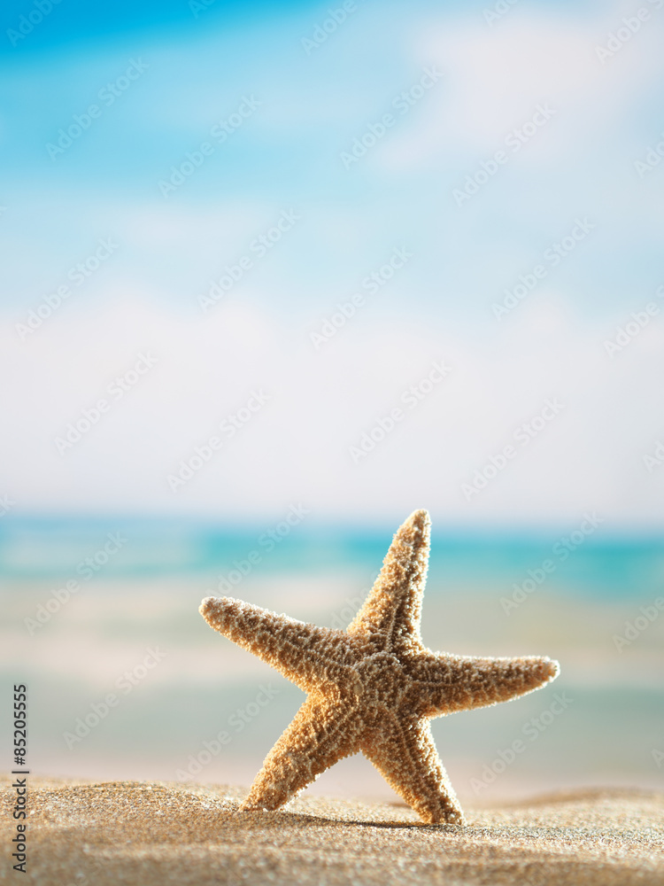 starfish on the beach at sunrise starfish on the beach at sunrise