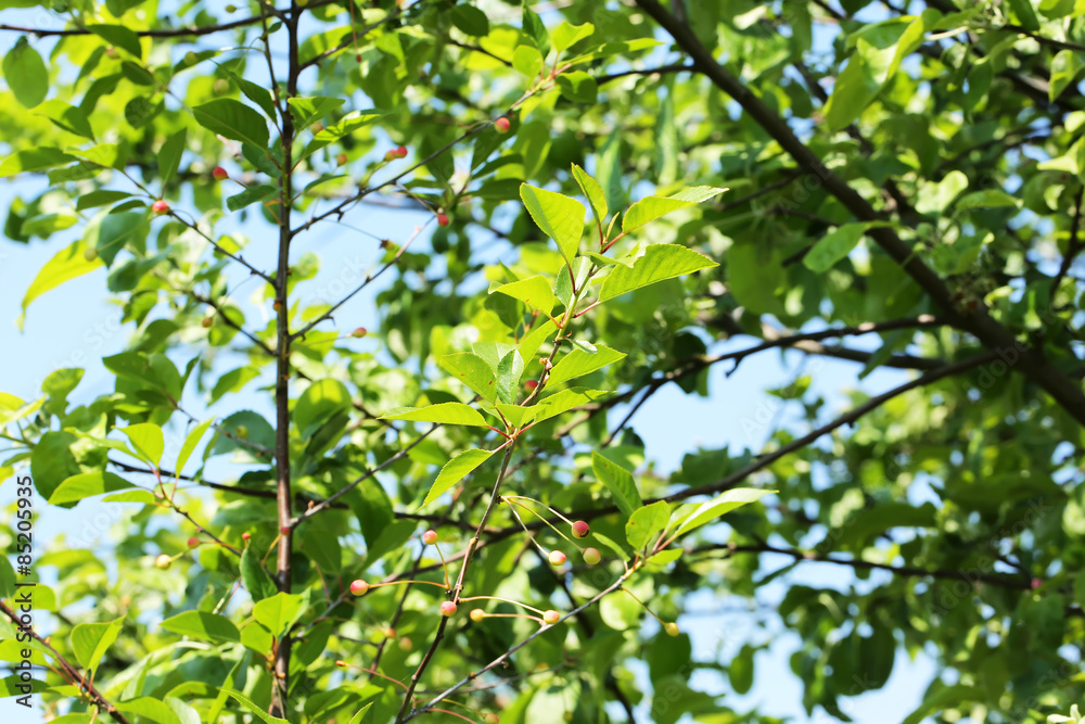 unripe cherries on the tree garden summer spring