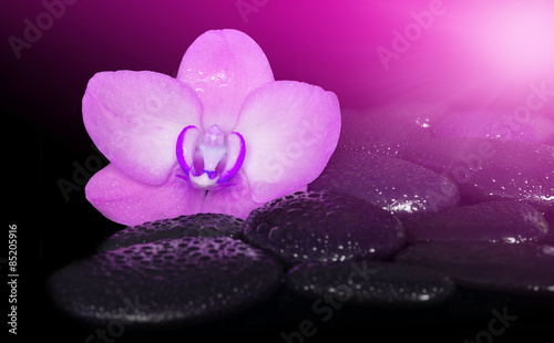 Fototapeta Naklejka Na Ścianę i Meble -  Flower pink orchid and black stones. Spa concept.