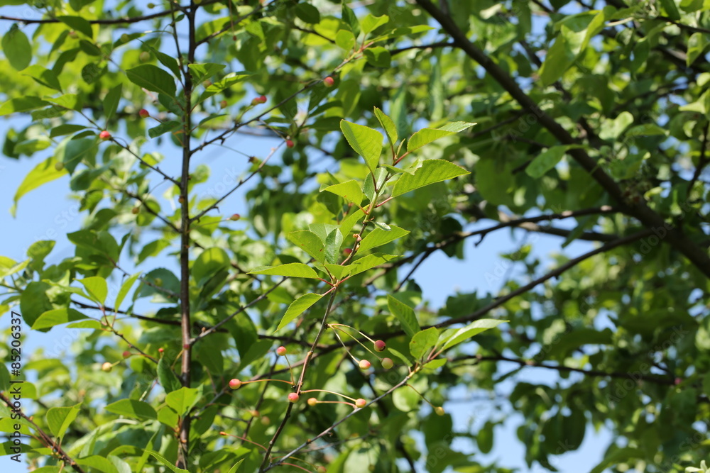 unripe cherries on the tree garden summer spring