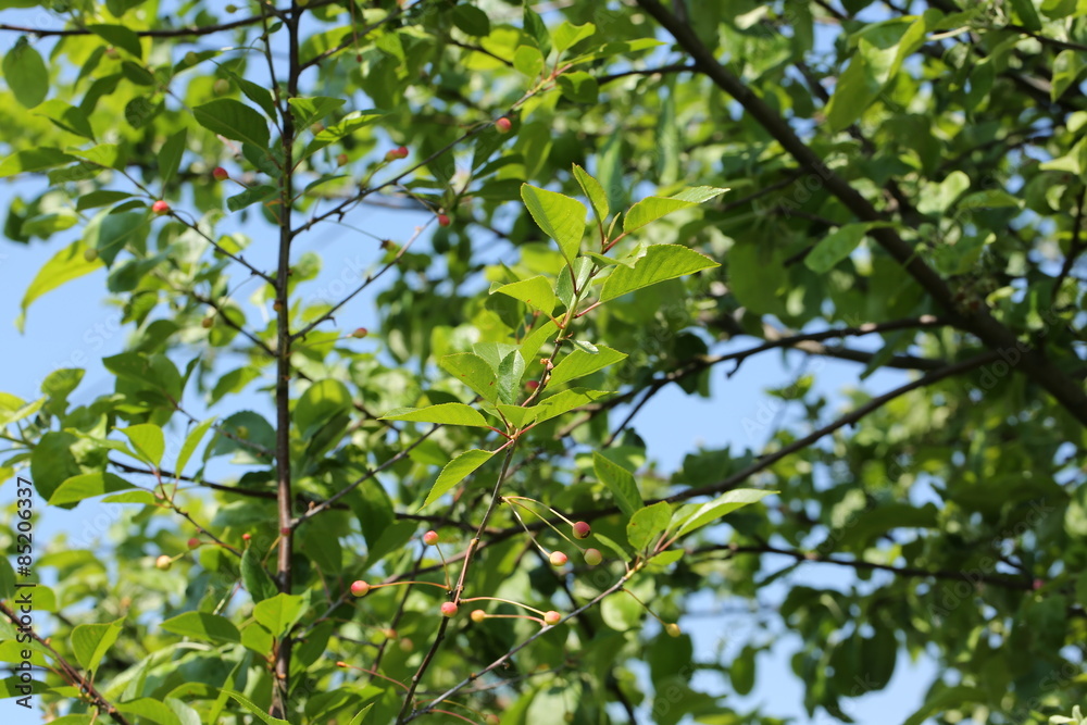 unripe cherries on the tree garden summer spring unripe cherries on the tree garden summer spring