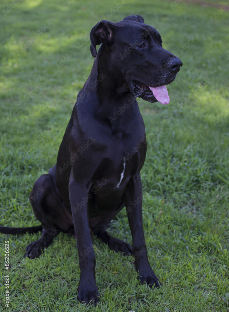 Sitting Great Dane