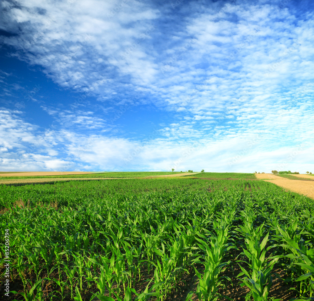 green, maturing corn