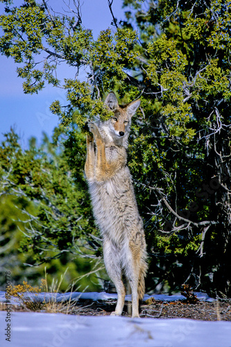 Coyote stands to eat winter berries in a New Mexico juniper tree