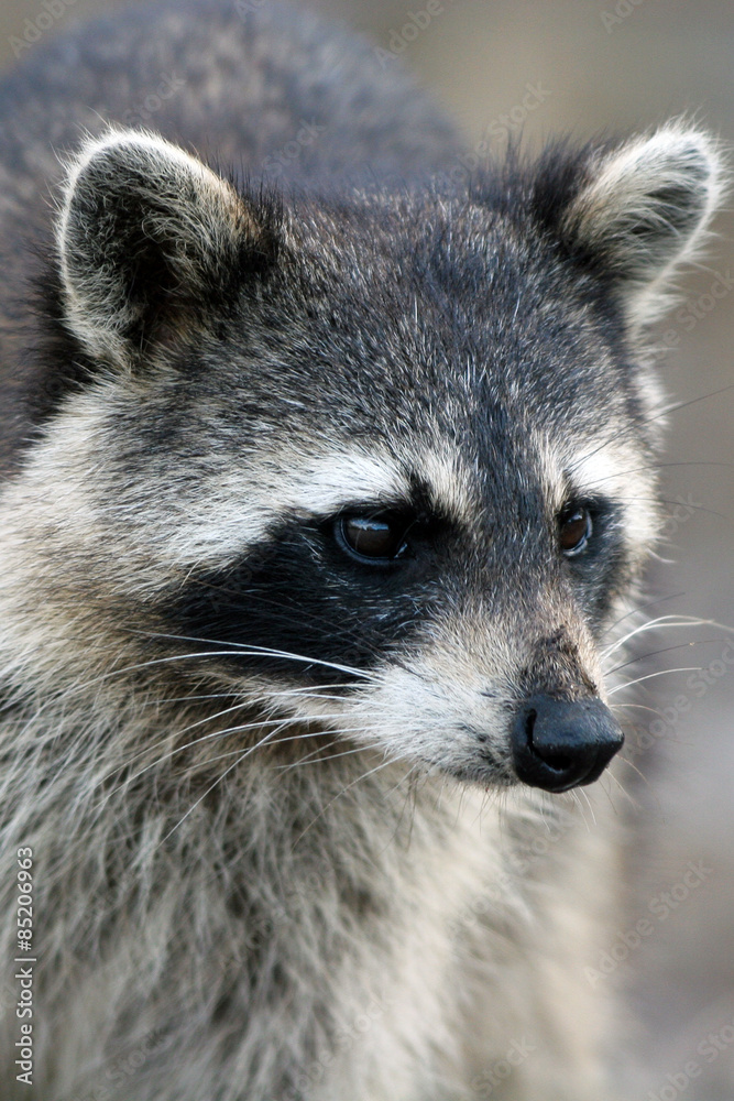 Raccoon, close-up portrait
