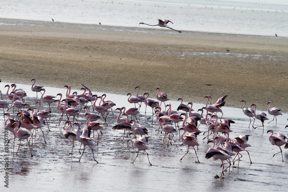 Fototapeta premium Red flamingos