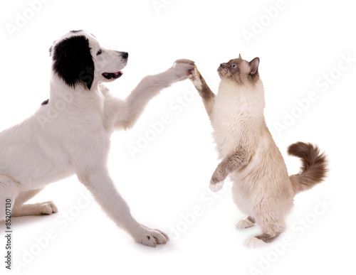 Hund und Katze High Five