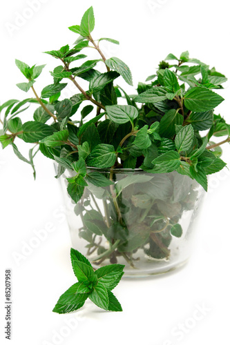 banch of mint on white background, peppermint, selective focus,