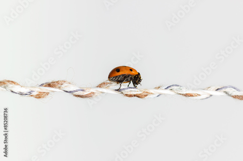 shiny ladybug walking on string in front of white background