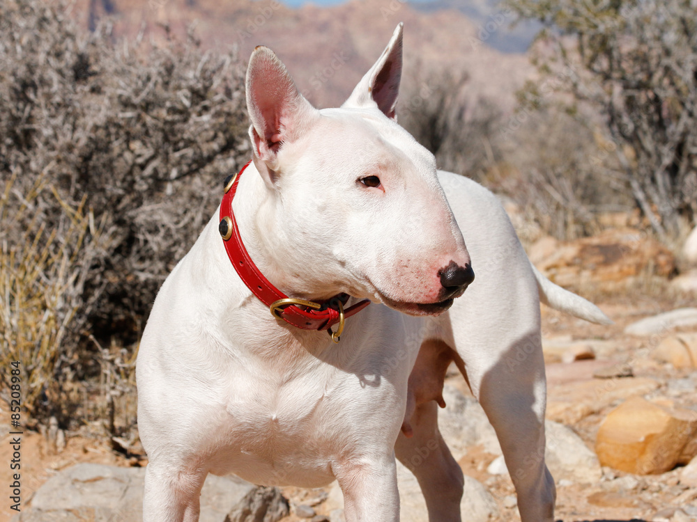 White bull terrier posing in the desert with a egg head profile