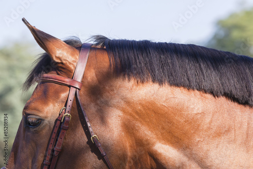 Horse head neck closeup grooming detail 