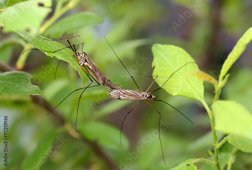 Tipulidae. Mosquitoes make love. 