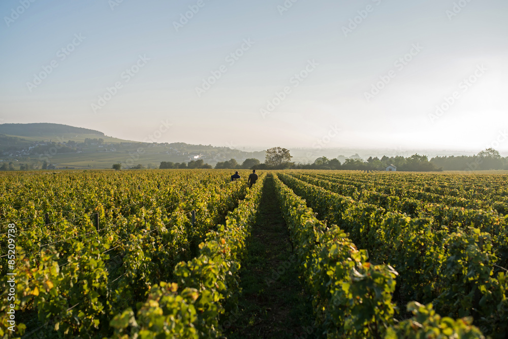 two men walking in the line of the vineyard during the harvest in Burgundy