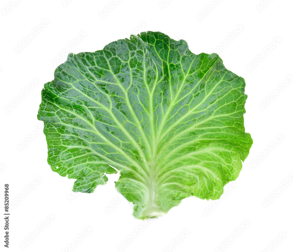 cabbage isolated on white background cabbage isolated on white background