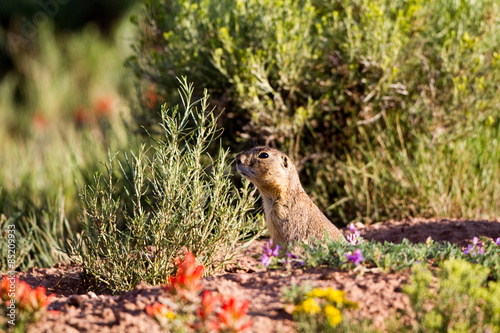 Gunnison's Prairie Dog amid wildflowers at its burrow in New Mexico