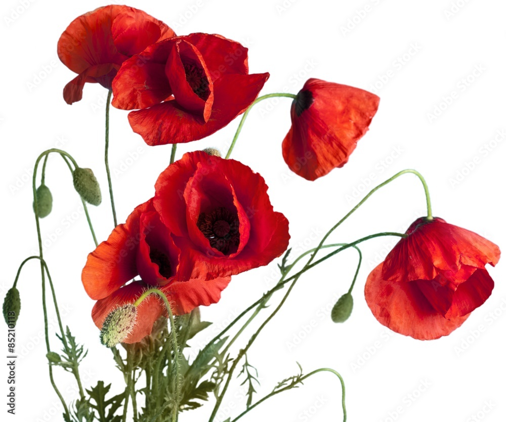 Naklejka premium Poppy, Corn Poppy, Isolated.