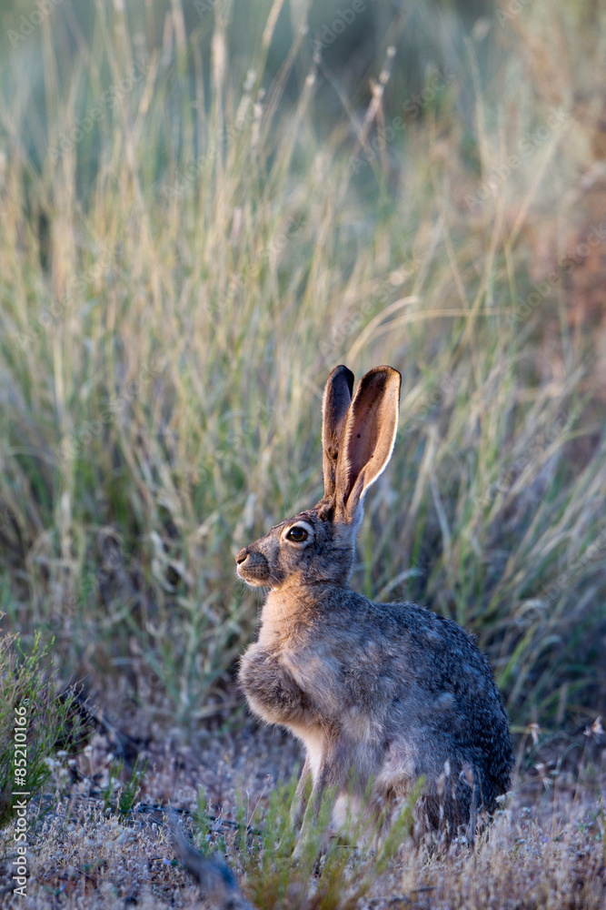 Fototapeta premium Black-tailed Jackrabbit in prairie grasses at dawn
