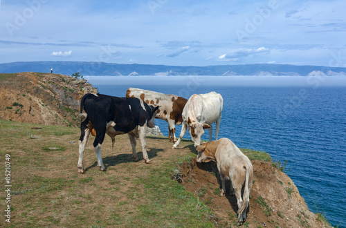 Cows on Lake Baikal on island Olkhon