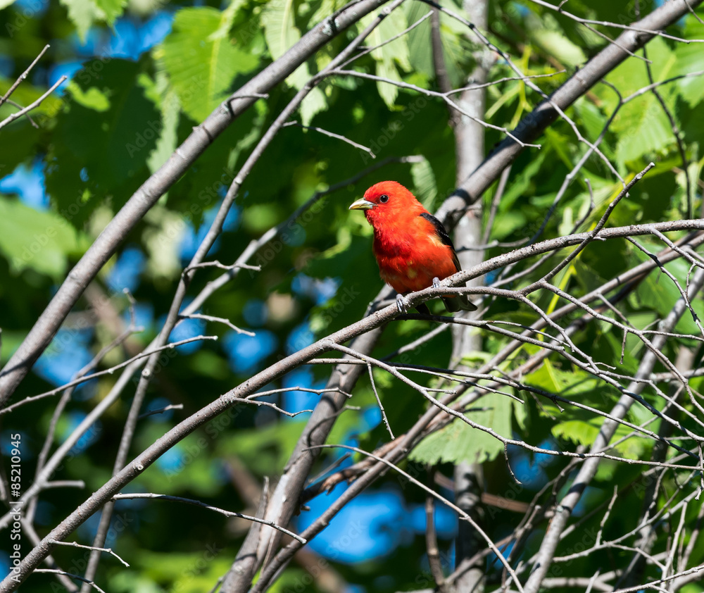 Fototapeta premium Scarlet Tanager