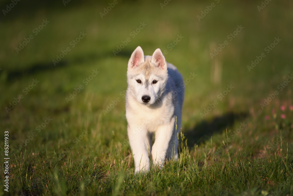 One Little cute puppy of Siberian husky dog outdoors One Little cute puppy of Siberian husky dog outdoors