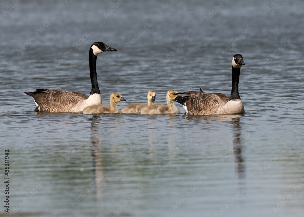 Pair of Canada Geese Swimming with Goslings Pair of Canada Geese Swimming with Goslings