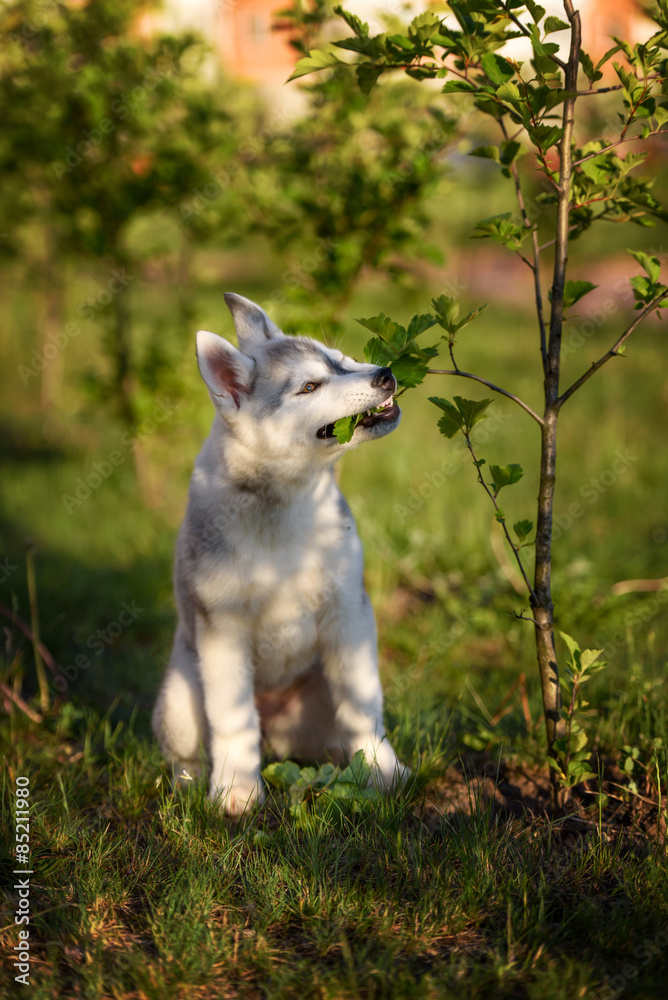 Fototapeta premium One Little cute puppy of Siberian husky dog outdoors