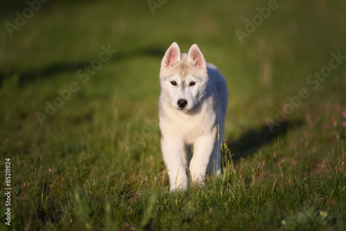 One Little cute puppy of Siberian husky dog outdoors