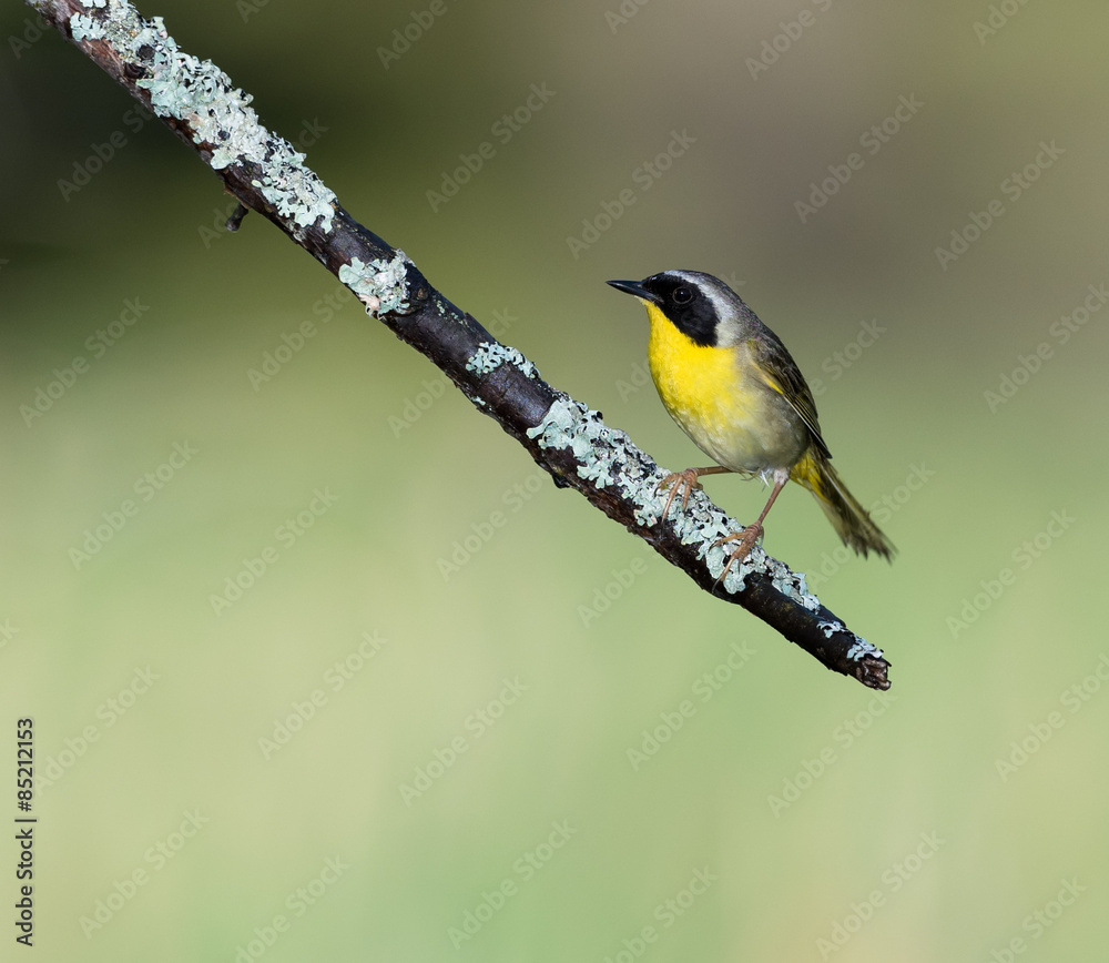 Common Yellowthroat Common Yellowthroat
