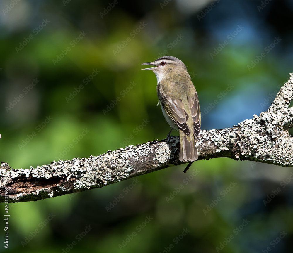 Naklejka premium Red-Eyed Vireo