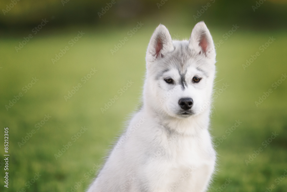One Little cute puppy of Siberian husky dog outdoors One Little cute puppy of Siberian husky dog outdoors