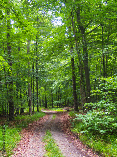 Waldspaziergang photo