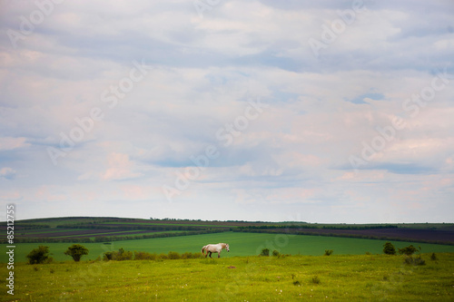 green field with horse and blue sky