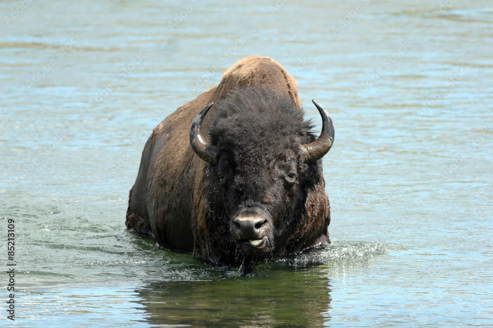American Bison swims across a river in Yellowstone National Park in Wyoming