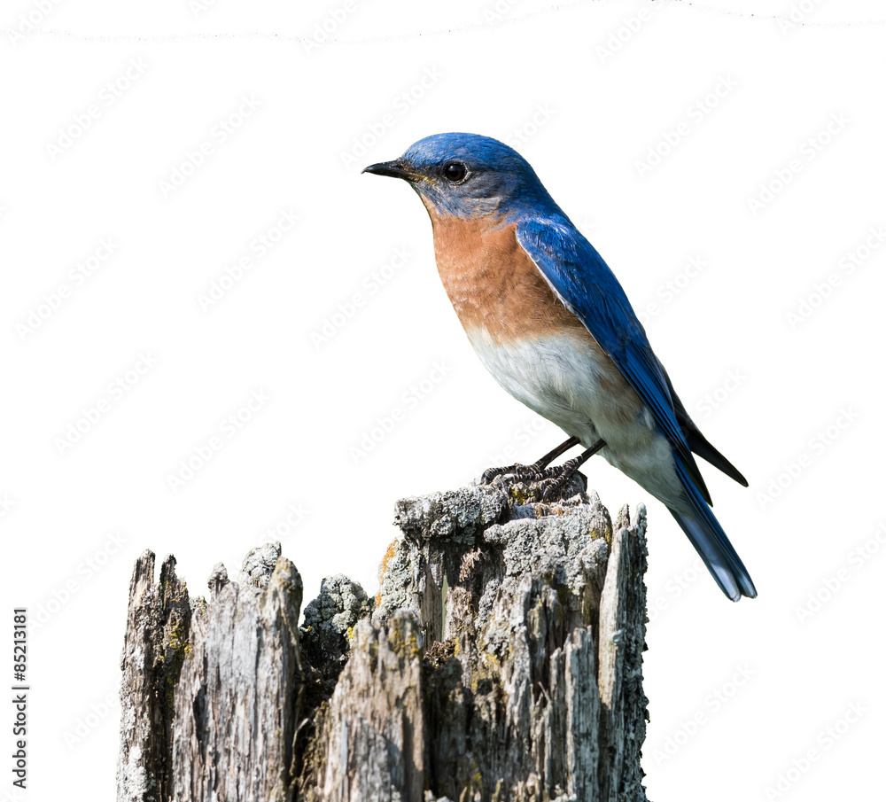 Fototapeta premium Male Eastern Bluebird on White Background