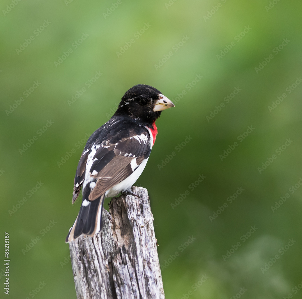 Obraz premium Rose-breasted Grosbeak